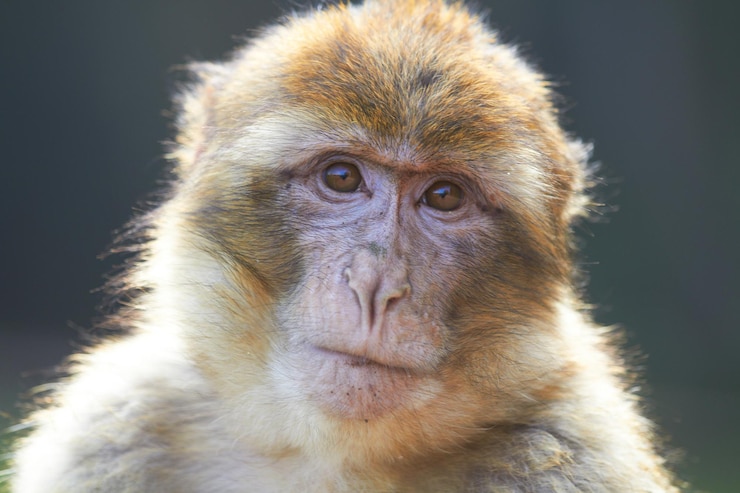 Foto retrato de macaco em close-up