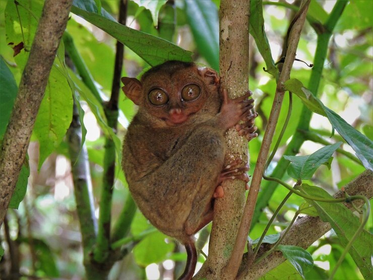 Foto retrato de macaco empoleirado em uma árvore