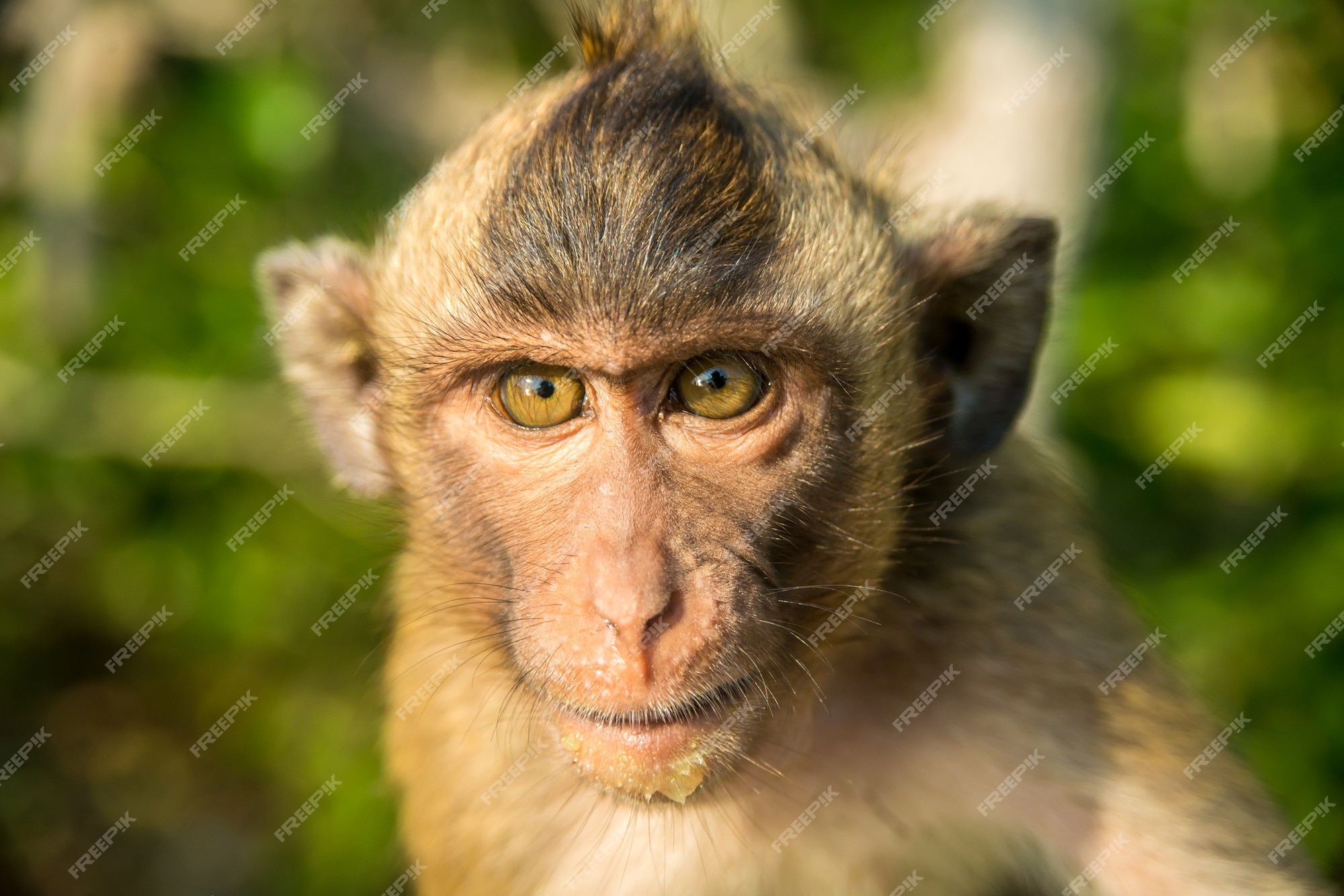 Macaco engraçado com close up — Fotografias de Stock © watman #70252579