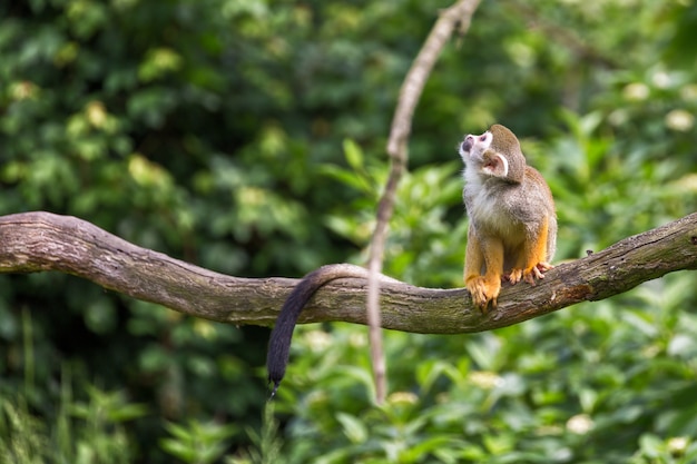 Retrato de macaco esquilo Saimiri sciureus sentado em um galho de árvore