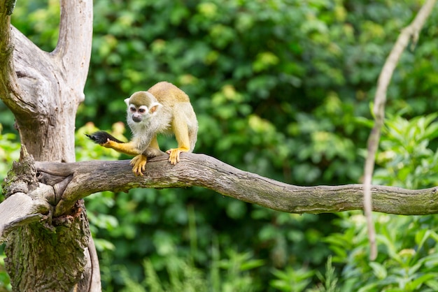 Retrato de macaco esquilo saimiri sciureus sentado em um galho de árvore