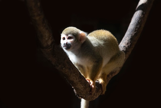 Foto retrato de macaco-esquilo subindo no galho