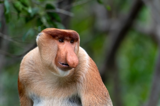 Retrato de macaco-narigudo macho Nasalis larvatus