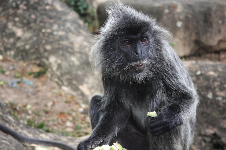 Foto retrato de macaco sentado em uma rocha
