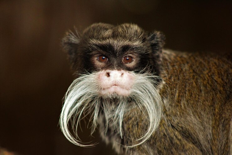 Foto retrato de macaco