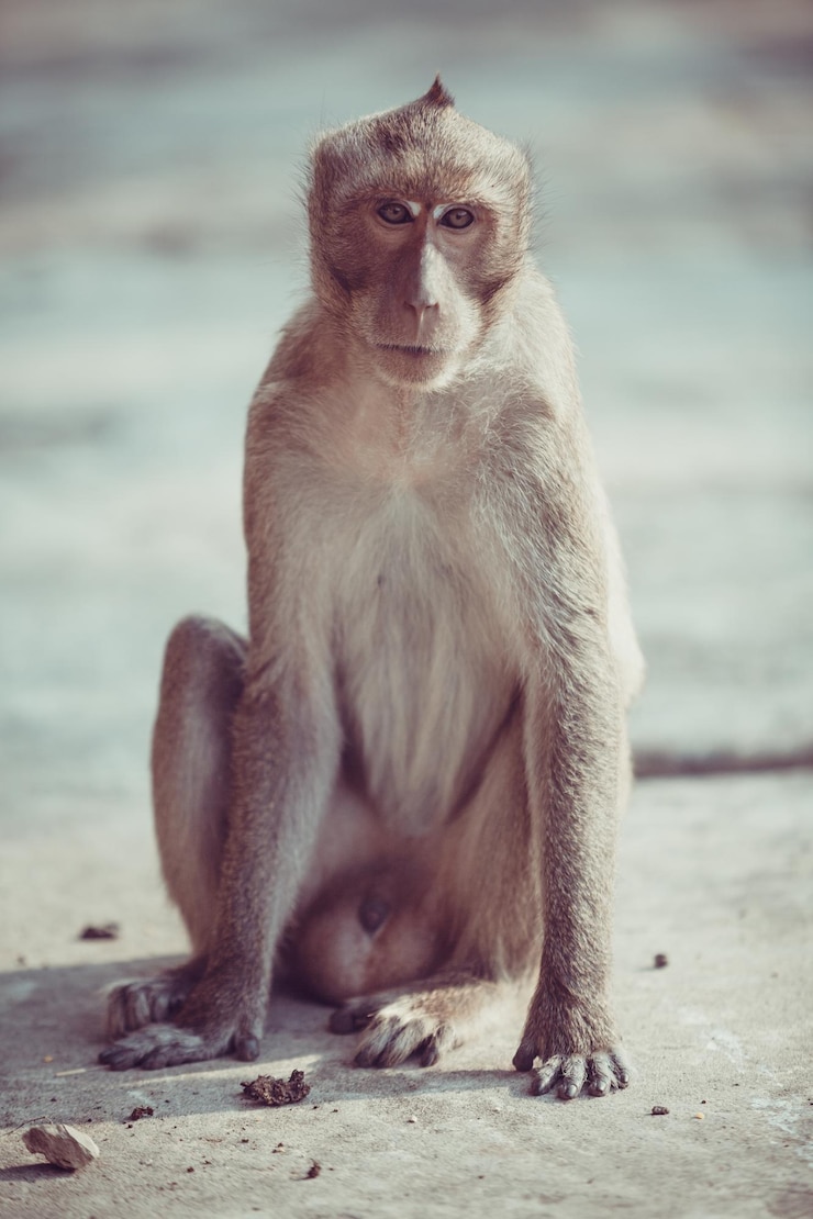 Foto retrato de macaco