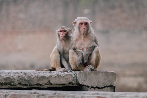 Retrato de macacos sentados na parede