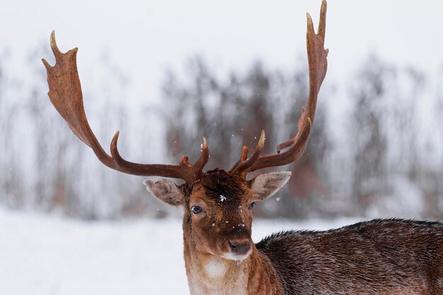 Retrato de macho de gamo no campo de neve de inverno. É um cervus dama. Cervus é um gênero de veados que são nativos da Eurásia.