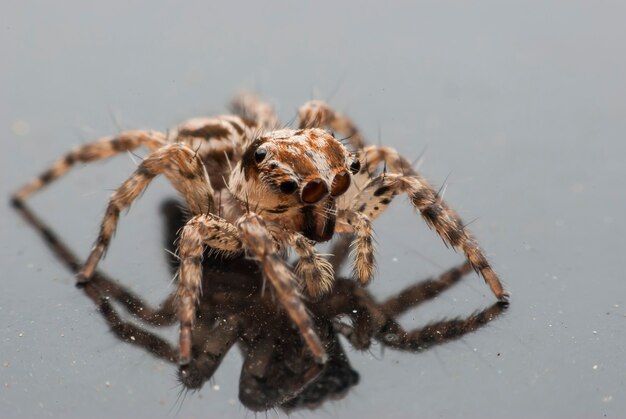 Retrato de macro aranha