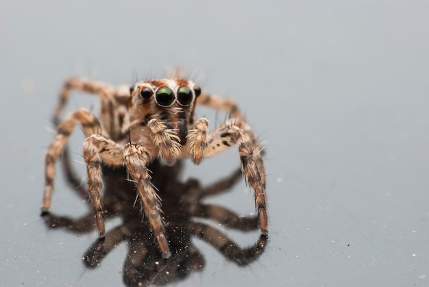 Retrato de macro aranha