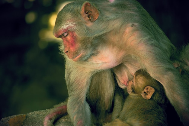 Retrato de mãe macaco com seu bebê