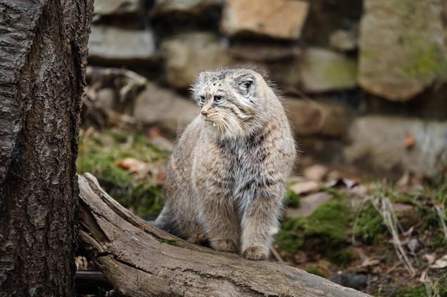 Retrato de Manul no zoológico