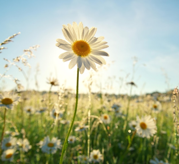 Retrato de margarida de primavera e sol