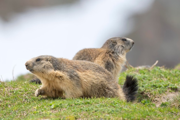 Retrato de marmota enquanto olha para você em rochas e fundo de grama