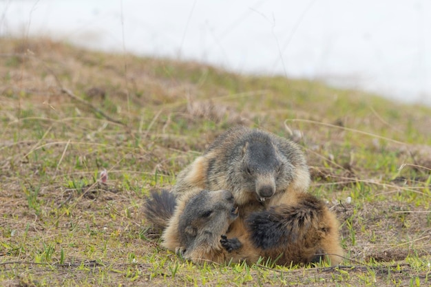 Retrato de marmota no fundo da grama