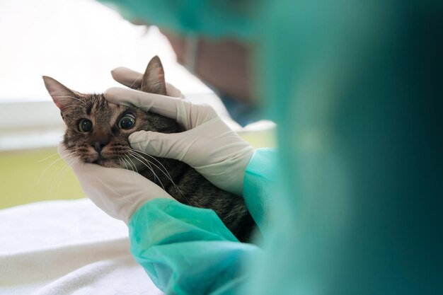 Retrato de médica de clínica veterinária no hospital de animais segurando gato doente bonito