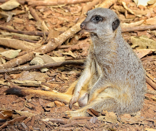 Retrato de Meerkat Suricata suricatta, animal nativo da África, pequeno carnívoro pertencente à família dos mangustos.