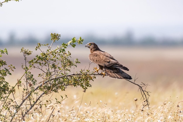 Foto retrato de mel europeu buzzard pernis apivorus sentado em um arbusto na natureza