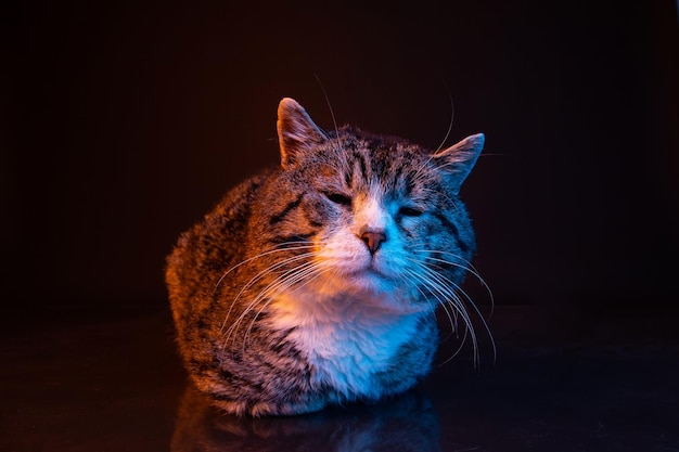 Retrato de moda de gato no escuro com conceito de moda de estúdio de filtros de cor