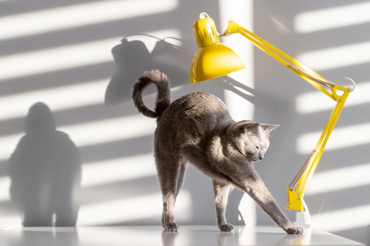 Foto retrato de moda foco suave de gato azul russo puro-sangue com focinho engraçado posando na mesa com lâmpada amarela e luz do sol com sombras caindo através das cortinas na parede atrás. gatinho no interior de casa