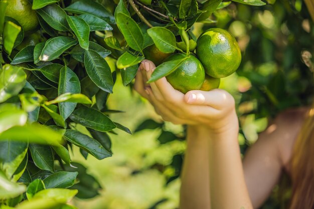 Retrato de mulher agricultora atraente está colhendo laranja na fazenda orgânica menina alegre em emoção de felicidade enquanto colhe laranjas no jardim agricultura e plantação conceito