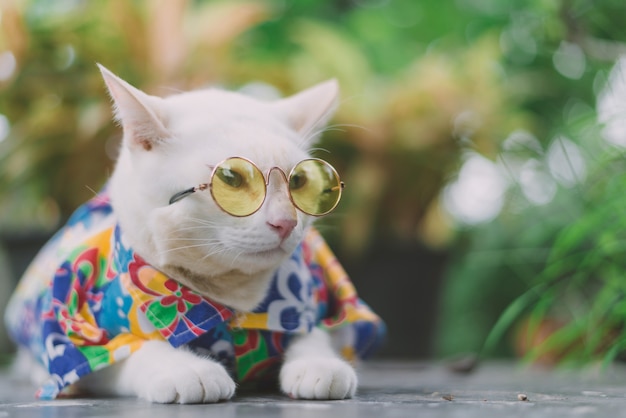 Retrato de óculos de sol vestindo do gato branco do moderno e da camisa, conceito animal da forma.