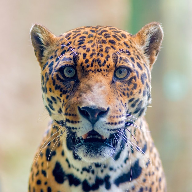 retrato de onça