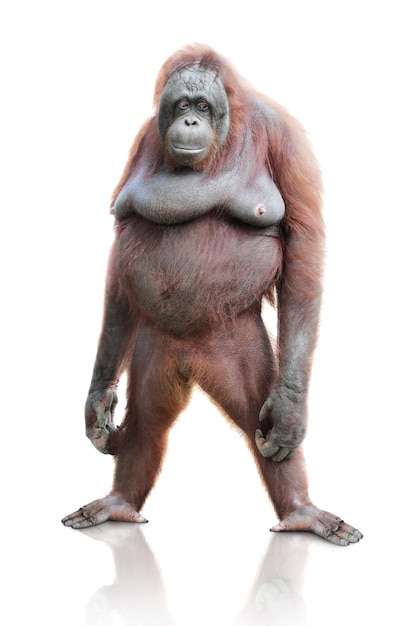 Retrato de orangotango isolado