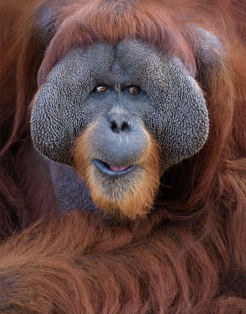 Retrato de orangotango