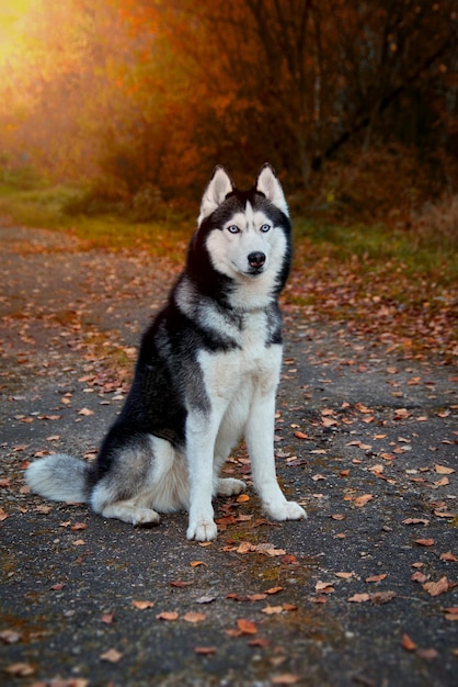 Retrato de outono de cachorro husky siberiano