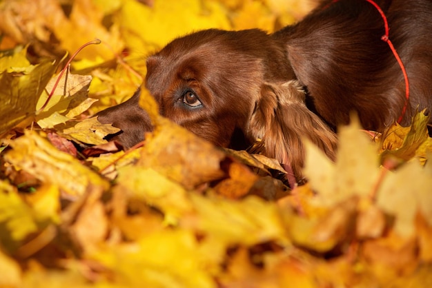 Retrato de outono de um cão setter irlandês fechado em lindas folhas amarelas