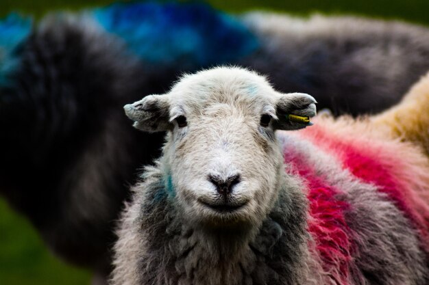 Foto retrato de ovelha