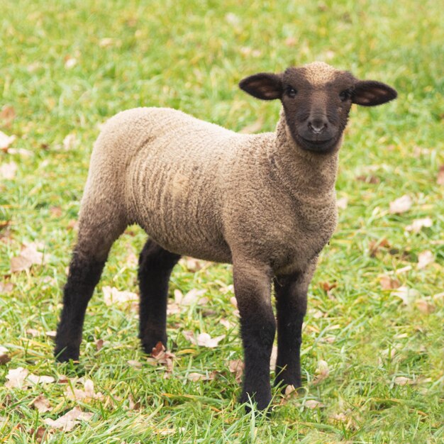 Retrato de ovelhas de pé no campo