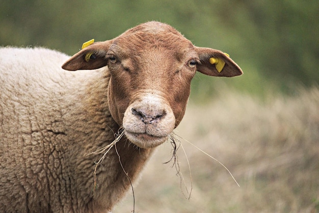 Retrato de ovelhas em close-up