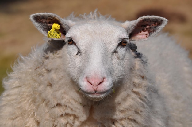 Foto retrato de ovelhas em close-up