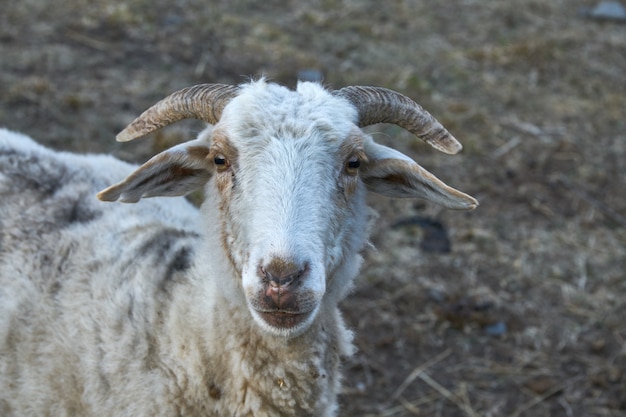 Retrato de ovelhas