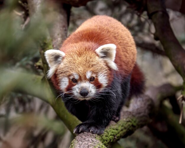 Retrato de panda vermelho
