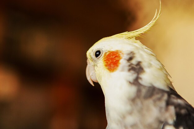 Foto retrato de papagaio-cocatiel foto de perto do papagaio corella