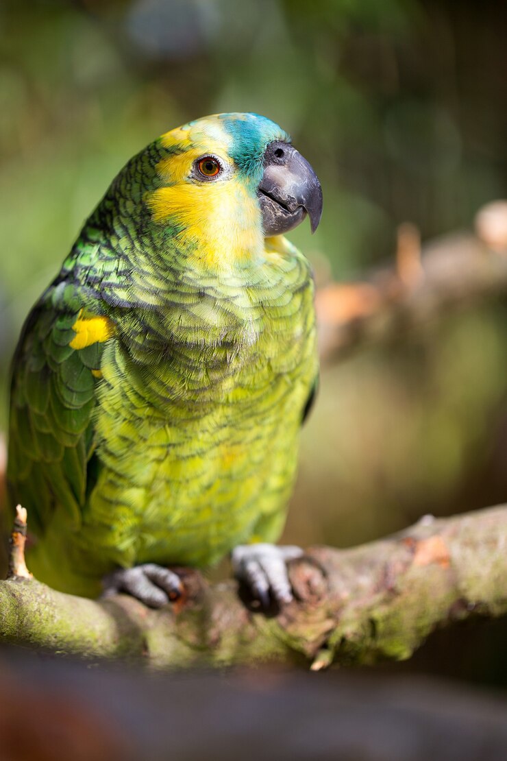 Retrato de papagaio de pássaro. Cena da vida selvagem da natureza tropical.