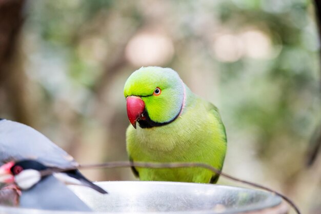 Retrato de papagaio de ringneck indiano