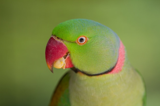 Retrato, de, papagaio verde