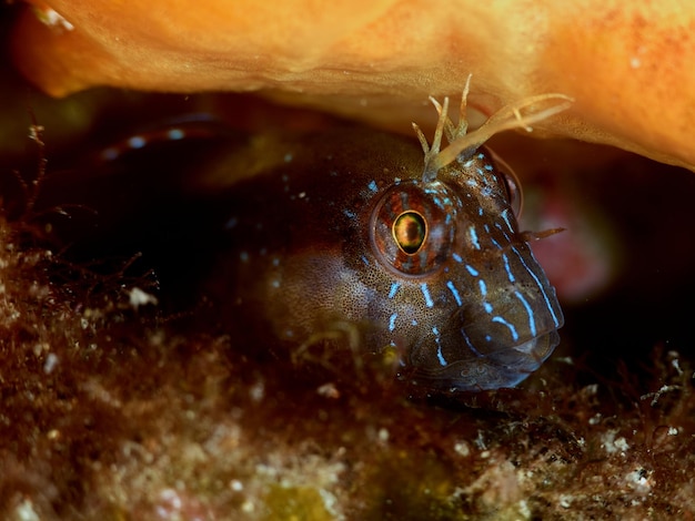 Retrato de Parablennius rouxi de peixe Blenny