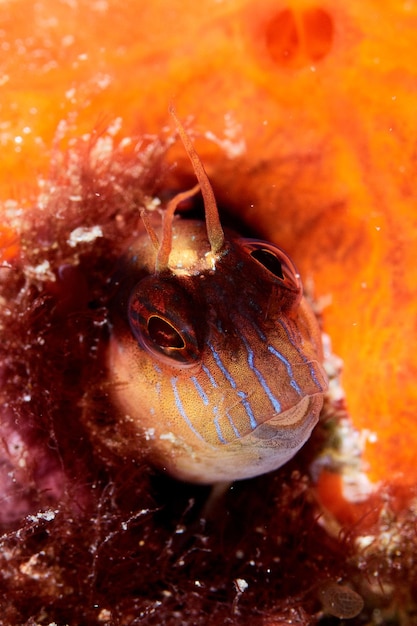 Retrato de Parablennius rouxi de peixe Blenny