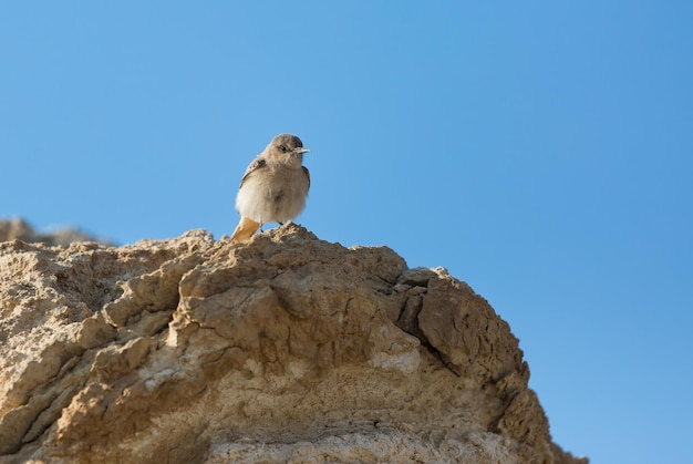 Retrato de pássaro cotovia no deserto de Israel