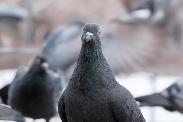 Retrato de pássaro de pombos da cidade selvagem em close-up de inverno