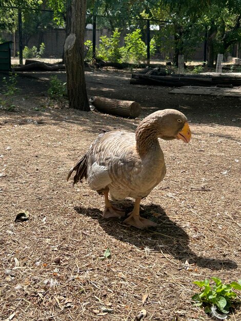 Foto retrato de pato com bico grande em close-up