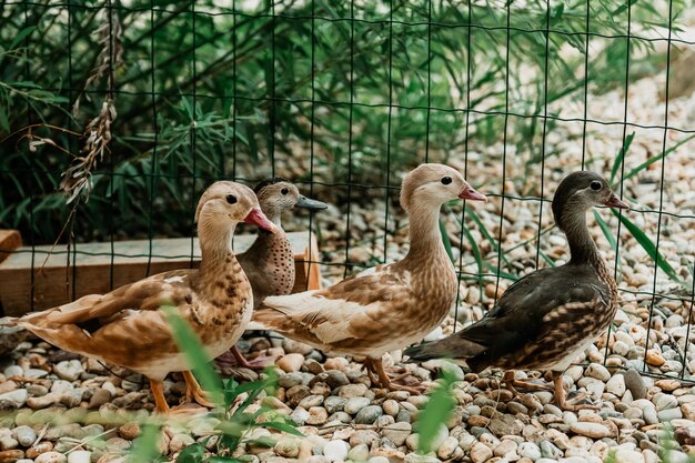 Retrato de pato mandarim de cor marrom, olhando para a câmera, um pé na foto, gotas de água no corpo