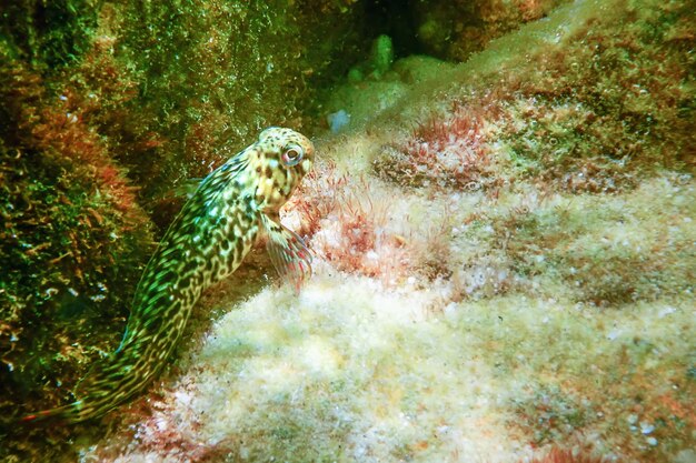 Foto retrato de peixe blenny bonito close-up