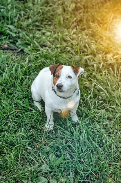 Retrato de pequeno jack russell terrier na grama verde no parque natural