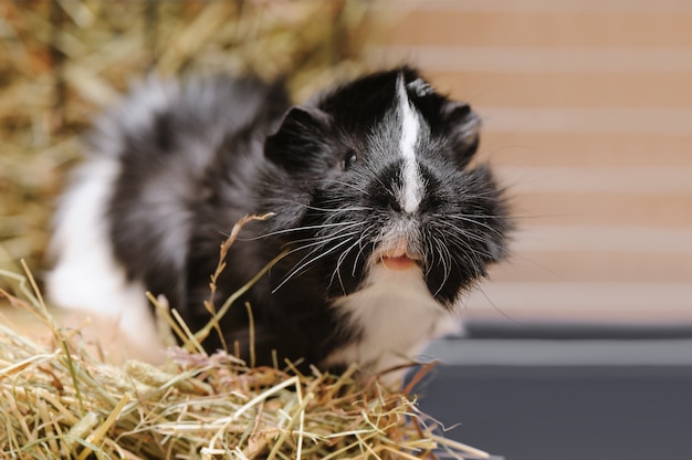 Retrato de pequeno porquinho da Índia preto e branco